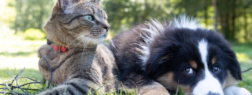 Pet Insurance in Elizabeth, PA